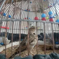 پرنده سهره دستی میباشد