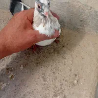 کفتر فروشی|پرنده|بندر کنگان, |دیوار