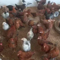 بوقلمون و جوجه ها برای فروش