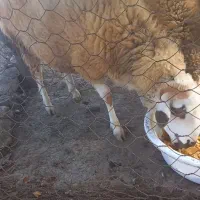 بره گوسفند نر و ماده