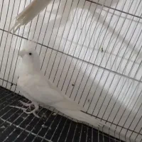 عروس هلندی آلبینو|پرنده|مشهد, کشف|دیوار