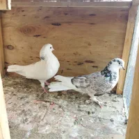 یه جفت کفتر عالی|پرنده|قرچک, پارس سرام|دیوار