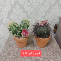 گل و گلدون|گل مصنوعی|اهواز, کوروش|دیوار