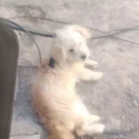 واگذاری پاکوتاه