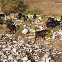 بز چاق هیکلی|حیوانات مزرعه|شاهیوند, |دیوار