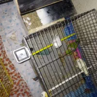 چهارعددطوطک دوتاش بچه هاشن چهارتاهم تخم گذاشتن