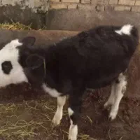 گاوشیری به همراه گوساله|حیوانات مزرعه|خوی, |دیوار