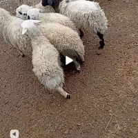 بره ماده چاق