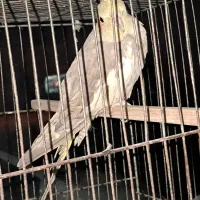 فنچ .عروس هلندی ماده اماده