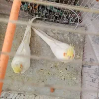 یک جفت عروس هلندی