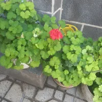 گل و گیاه طبیعی