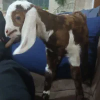 بزغاله اسرائیلی شیری ماده