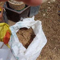 کود مرغی پاک