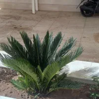 خدمات باغچه انجام میشه