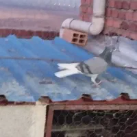 فروش تعدادی کبوتر پرشی دهنجور|پرنده|نقده, |دیوار