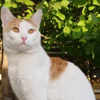 گمشده
