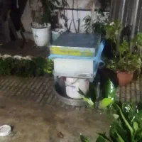 زنبور عسل فعال و پر جمعیت و سالم
