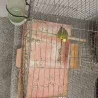 عروس هلندی مرغ عشق|پرنده|شاهین‌شهر, گزبرخوار|دیوار