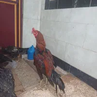 خروس لاری|حیوانات مزرعه|فاضل آباد, |دیوار