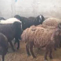 دام زنده کشتار