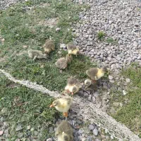 جوجه غاز وقوغاز روستای اوچ تپه