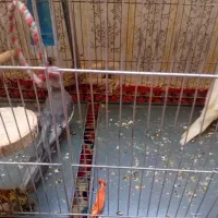 ۳ تا عروس هلندی سالم و باهوش و دستی