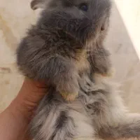 توله خرگوش لپ(عروسک زنده)|موش و خرگوش|دوگنبدان, |دیوار