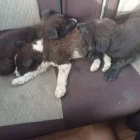 واگذاری رایگان