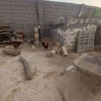 خروس جوان