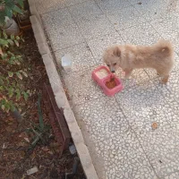 سرپرستی سگ پامرین|سگ|کاشان, فاز ۱ ناجی آباد|دیوار