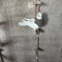کبوتر بهبانی شهری|پرنده|شیراز, تندگویان|دیوار