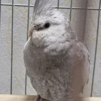 عروسک هلندی ماده