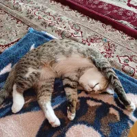 گربه گمشده|حیوانات|اردکان, |دیوار