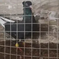 ۸کبوتر رنگی|پرنده|بوئین زهرا, |دیوار