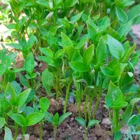 نشا فلفل شیرین