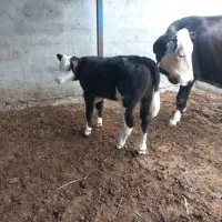 گاوسیمنتال ۳۵کیلوشیر|حیوانات مزرعه|بندر ترکمن, |دیوار