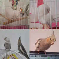 عروس هلندی و طوطی برزیلی