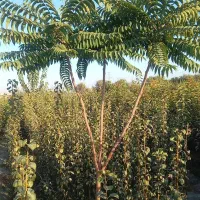 درخت کم آب ، نهال مناسب کم آبی ،  نهالستان باغینو