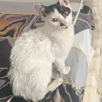 واگذاری رایگان گربه