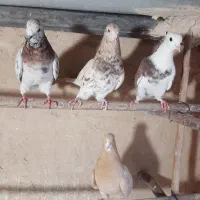 کبوتر سرور|پرنده|قم, کیوانفر|دیوار