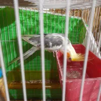 عروس هلندی نر معاوضه|پرنده|مشهد, شهید آوینی|دیوار