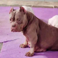 سگ اگزوتیگ|سگ|تهران, تهرانپارس شرقی|دیوار