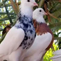 فروش کود کفتر