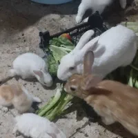 خرگوش واسه فروش چهارتاخرگوش بزرگ چهارتابچه خرگوش|موش و خرگوش|اهواز, حصیرآباد|دیوار