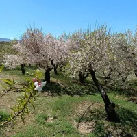 زمین-کشاورزی-باسند-رسمی