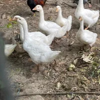 غاز لیندا ،اردک اسرائیلی ،مرغ شاخدار