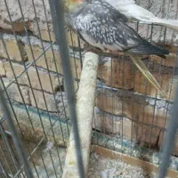 فروش یک جفت عروس هلندی