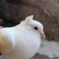 کبوتر پرشی هر دو نر