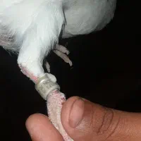 بفروش|پرنده|برازجان, |دیوار