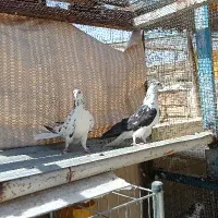 دمگیر دوبحر سرخ زرهی شیرین پر دولا بدرنگ گلین|پرنده|اصفهان, دارک|دیوار